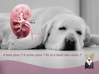 Insuffisance rénale et calculs urinaires chez le chien : que faire ?