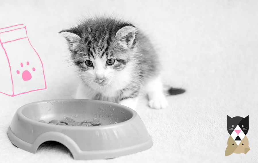 Alimentation du chat : Quels aliments destinés aux humains les chats  peuvent manger