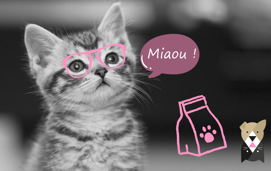 Lait et chat : Peut-on vraiment donner du lait à un chat ?
