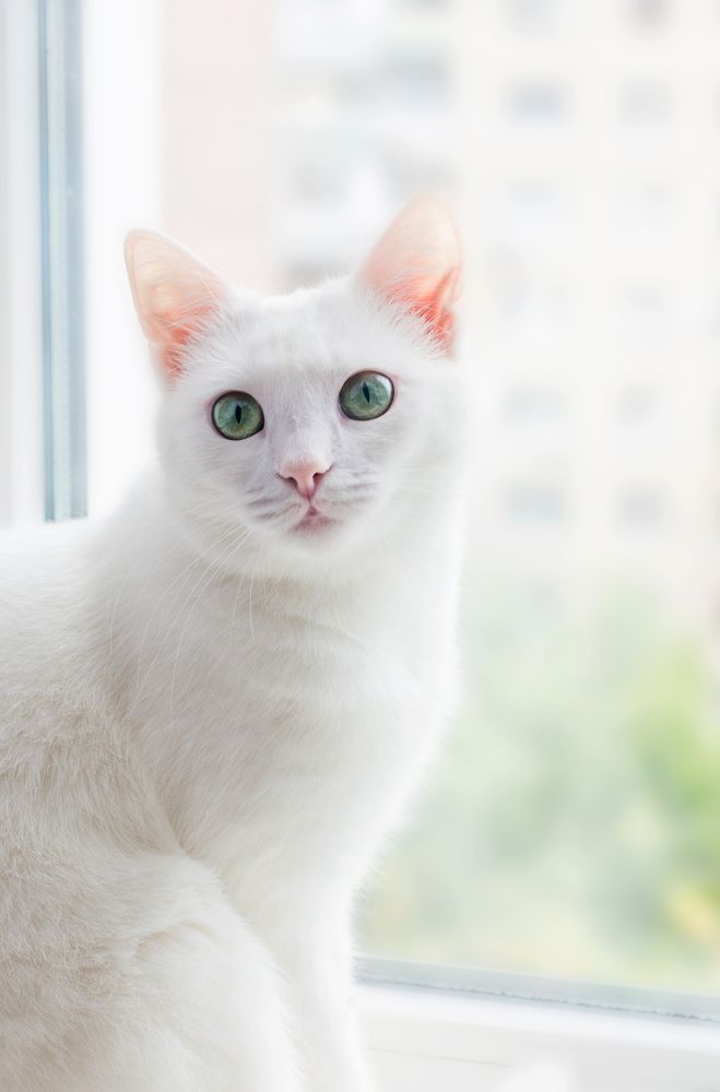 Le chat Angora Turc : Alimentation et soins essentiels