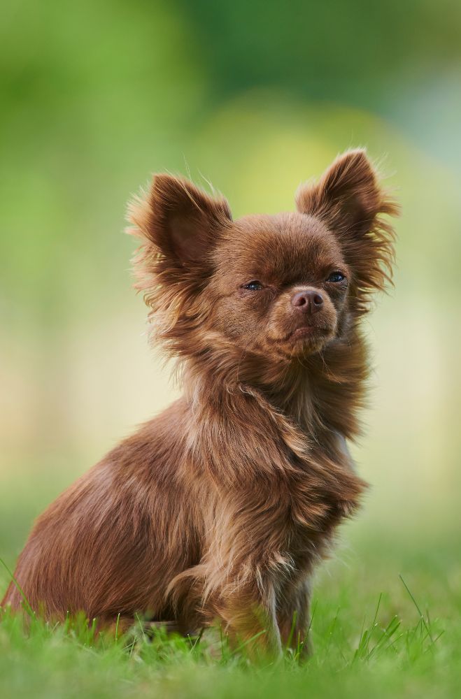 Le Chihuahua : Alimentation et soins essentiels