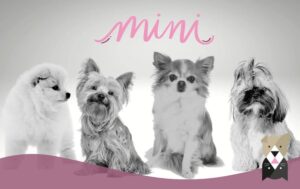 Tout ce que vous devez savoir sur les mini chiens et leur alimentation