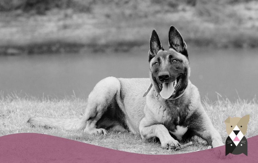 le Berger Belge Malinois